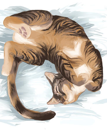 a brown and white tabby on his back, belly exposed, looking sleepy and happy